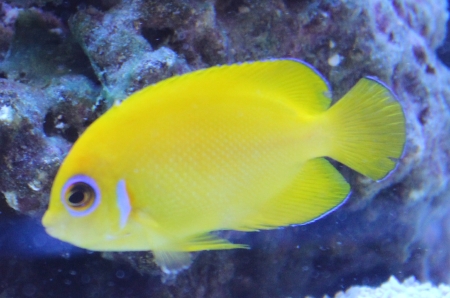  Centropyge flavissima   (Lemonpeel Angelfish)